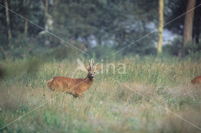 Ree (Capreolus capreolus)