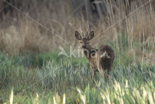 Ree (Capreolus capreolus)