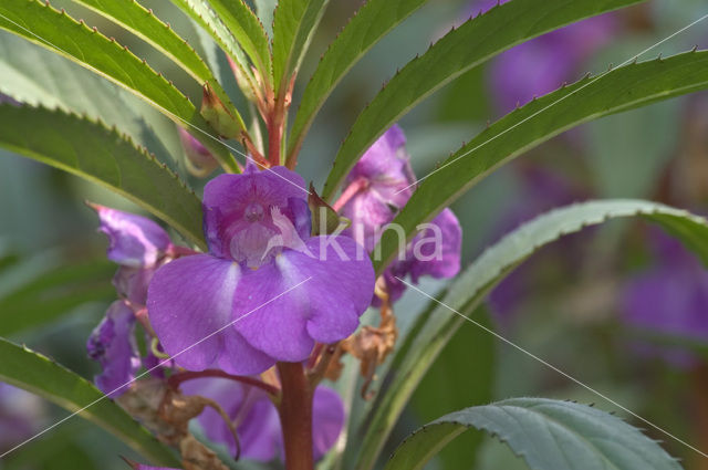 Reuzenbalsemien (Impatiens glandulifera)