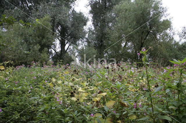 Reuzenbalsemien (Impatiens glandulifera)