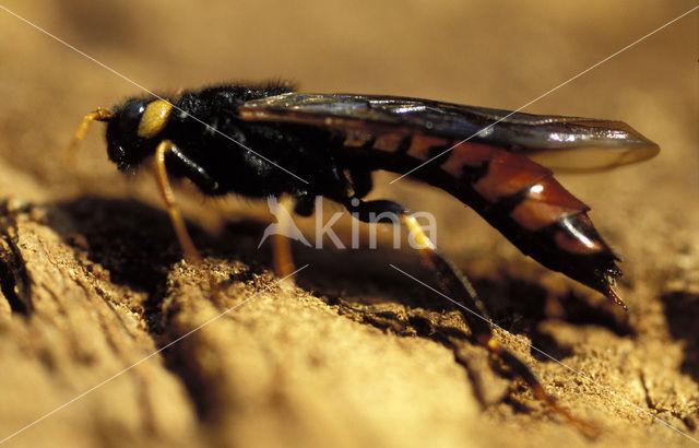 Reuzenhoutwesp (Urocerus gigas)