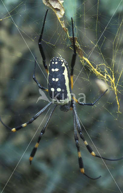 Banded-legged Golden orb spider (Nephila senegalensis annulata)