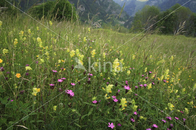 Rhone-Alpes