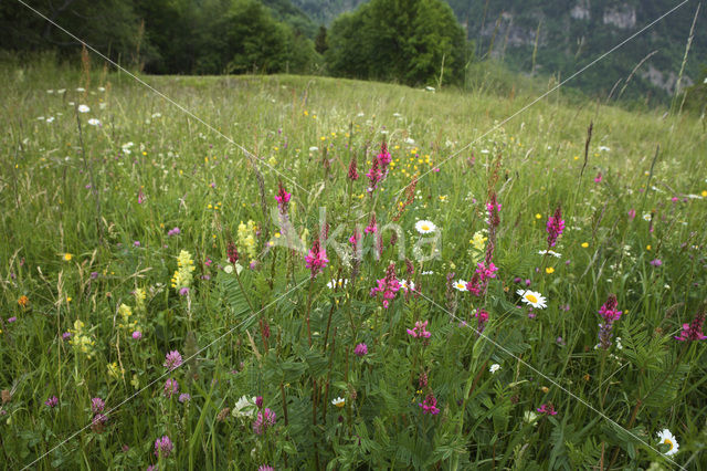 Rhone-Alpes