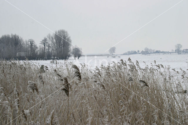 Riet (Phragmites australis)