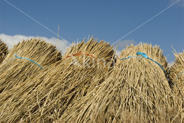 Riet (Phragmites australis)