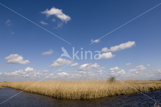 Riet (Phragmites australis)