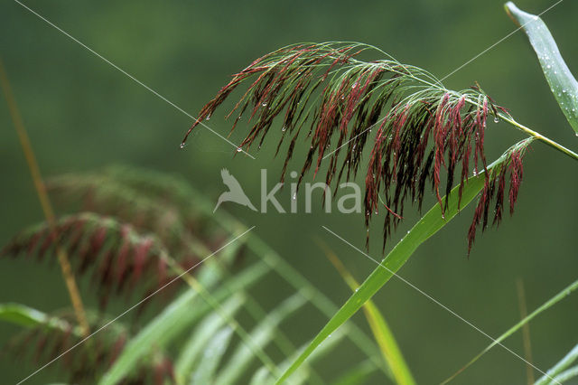 Riet (Phragmites australis)