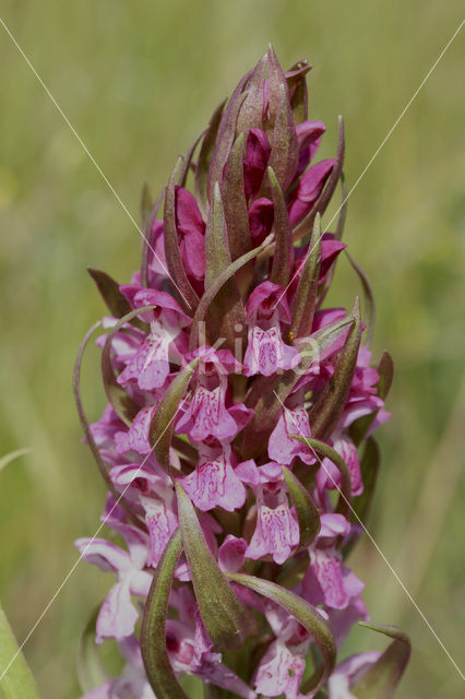 Rietorchis x Vleeskleurige orchis (Dactylorhiza hybride)