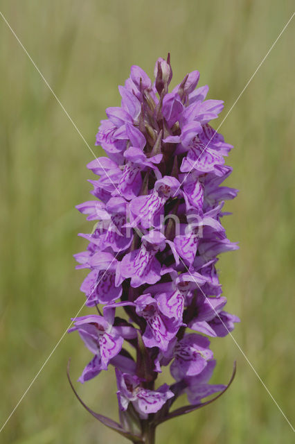 Southern Marsh-orchid (Dactylorhiza praetermissa)