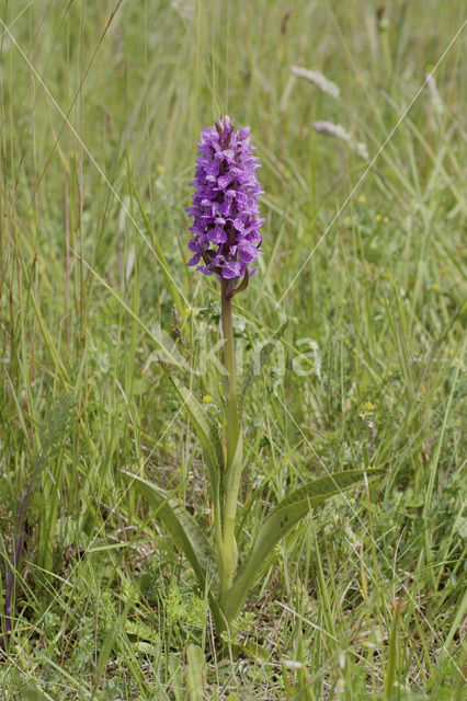 Southern Marsh-orchid (Dactylorhiza praetermissa)