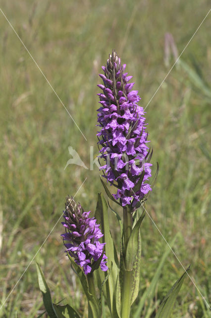 Rietorchis (Dactylorhiza praetermissa)