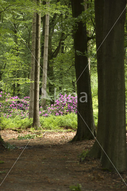 Rododendron (Rhododendron)