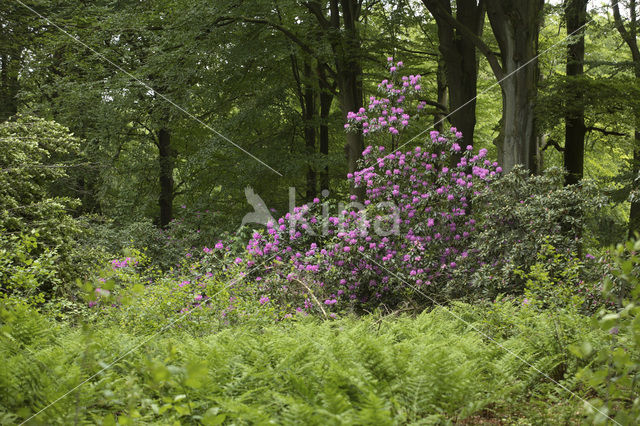 Rododendron (Rhododendron)