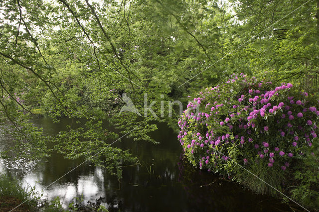 Rododendron (Rhododendron)