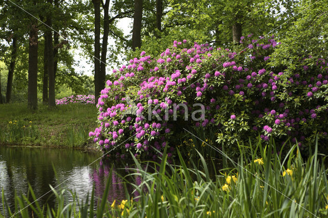 Rododendron (Rhododendron)