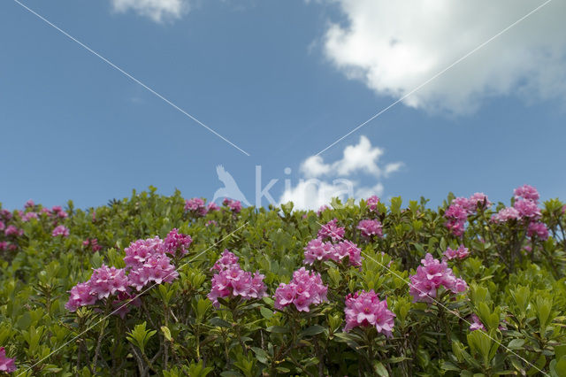 Roestbladig alpenroosje (Rhododendron ferrugineum)