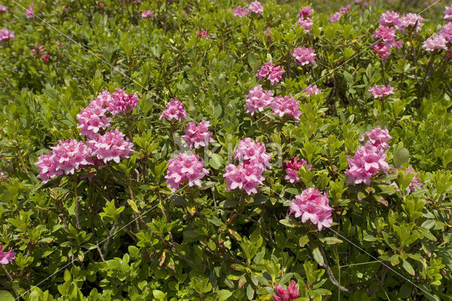 Roestbladig alpenroosje (Rhododendron ferrugineum)