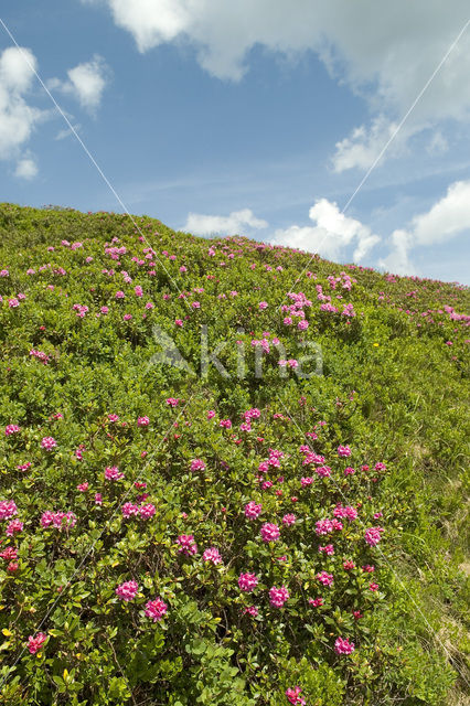 Rusty-leaved Alpenrose (Rhododendron ferrugineum)