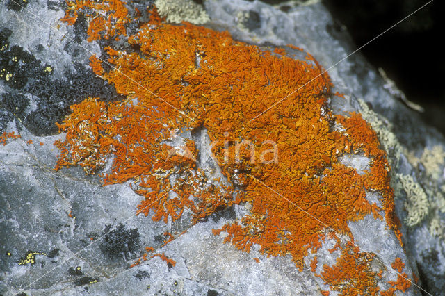 Rood dooiermos (Xanthoria elegans)