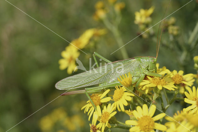 Sabelsprinkhaan (Tettiginia spec.)