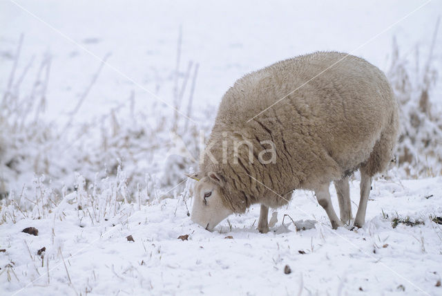 Schaap (Ovis domesticus)