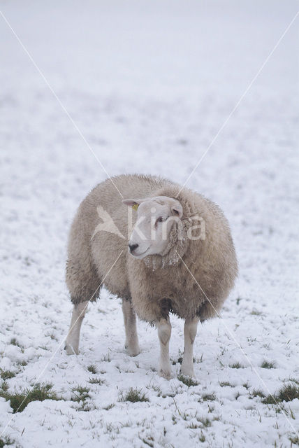 Schaap (Ovis domesticus)