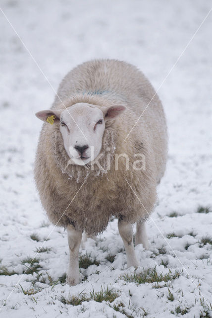 Schaap (Ovis domesticus)