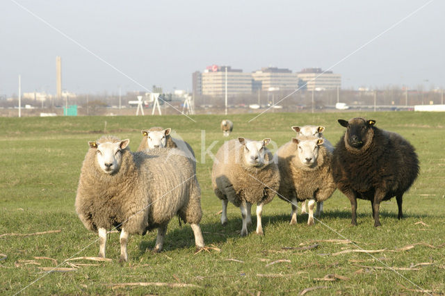 Schaap (Ovis domesticus)