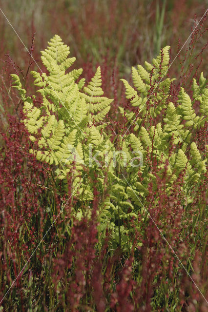 Schapenzuring (Rumex acetosella)