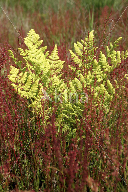 Schapenzuring (Rumex acetosella)