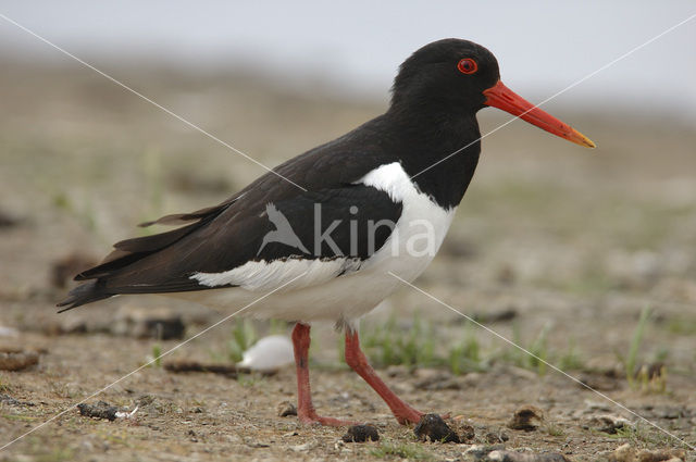 Scholekster (Haematopus ostralegus)