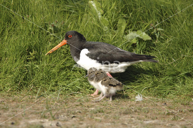 Scholekster (Haematopus ostralegus)