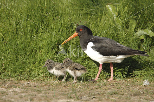 Scholekster (Haematopus ostralegus)