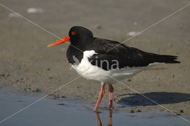 Scholekster (Haematopus ostralegus)