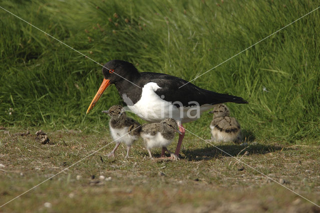 Scholekster (Haematopus ostralegus)