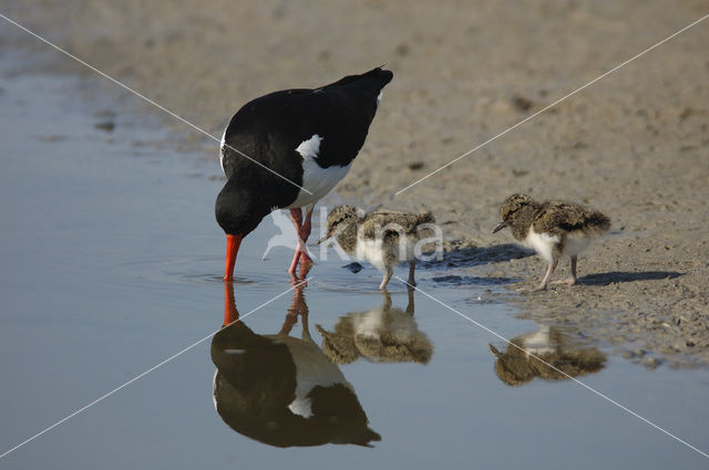 Scholekster (Haematopus ostralegus)