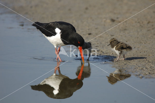 Scholekster (Haematopus ostralegus)