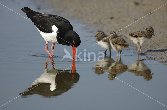 Scholekster (Haematopus ostralegus)