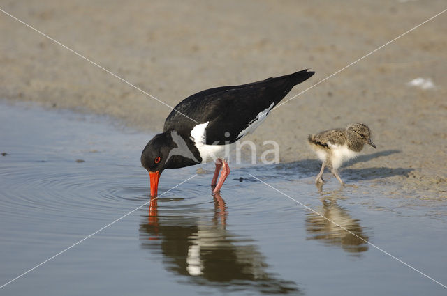 Scholekster (Haematopus ostralegus)