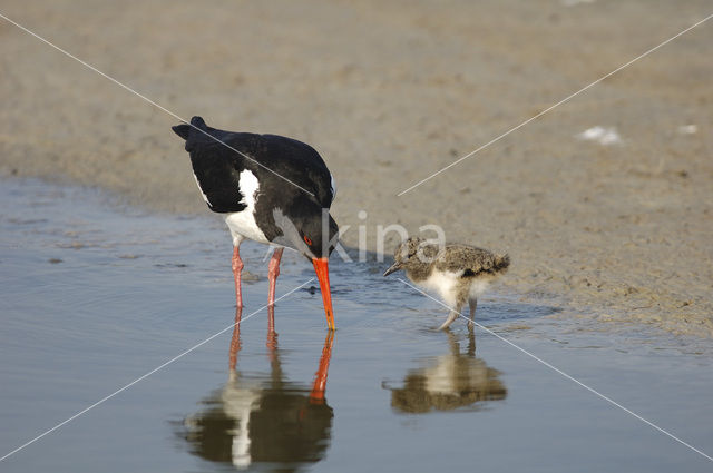 Scholekster (Haematopus ostralegus)