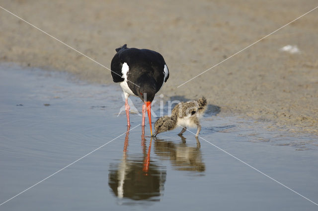 Scholekster (Haematopus ostralegus)