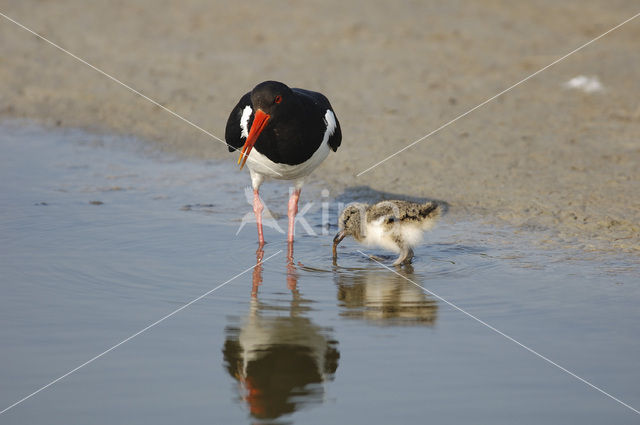 Scholekster (Haematopus ostralegus)