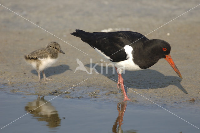 Scholekster (Haematopus ostralegus)