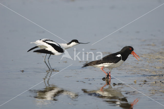 Scholekster (Haematopus ostralegus)