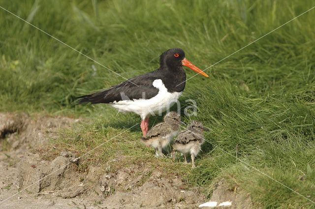 Scholekster (Haematopus ostralegus)