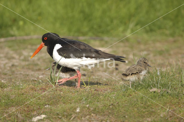 Scholekster (Haematopus ostralegus)