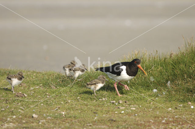 Scholekster (Haematopus ostralegus)