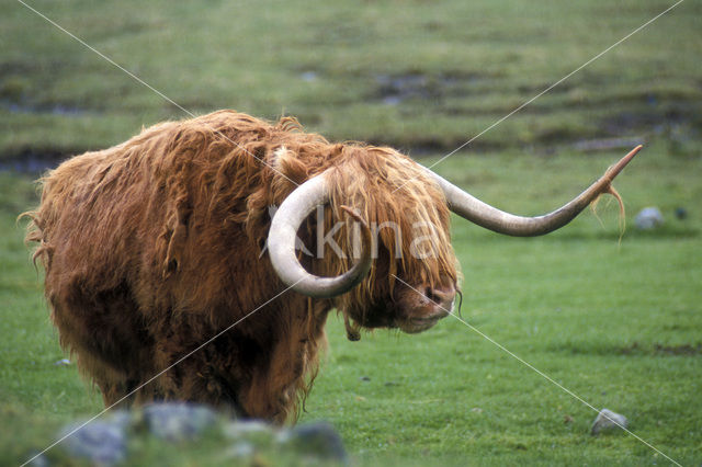 Schotse Hooglander