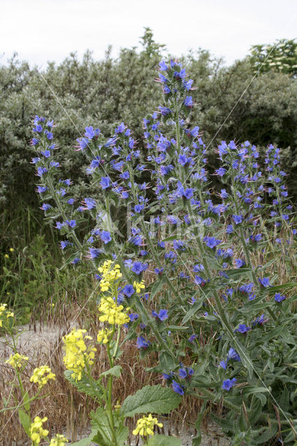 Slangenkruid (Echium wildpretii)